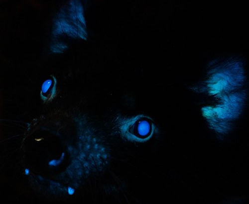 biofluorescence tasmanian devil